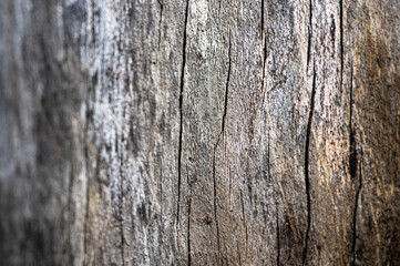 Old wood natural background. European (Common) beech, fagus sylvatica.