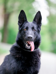 Fototapeta premium german shepherd dog