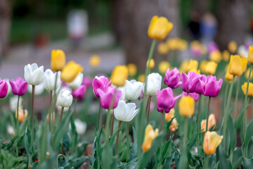 field of tulips