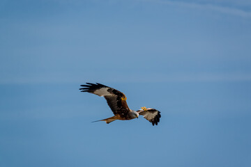 a wild red kite (Milvus milvus) in flight