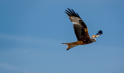 a wild red kite (Milvus milvus) in flight