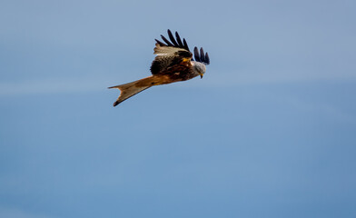closeup of a wild red kite (Milvus milvus) looking down, flying in a deep blue sky