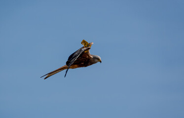 a wild red kite (Milvus milvus) in flight