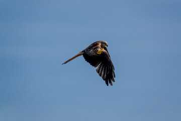 a wild red kite (Milvus milvus) in flight