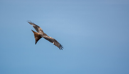 Obraz premium closeup of a wild red kite (Milvus milvus) looking down, flying in a deep blue sky