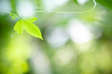 Beautiful nature view of green leaf on blurred greenery background in garden and sunlight with copy space using as background natural green plants landscape, ecology, fresh wallpaper concept.