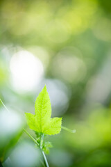Beautiful nature view of green leaf on blurred greenery background in garden and sunlight with copy space using as background natural green plants landscape, ecology, fresh wallpaper concept.