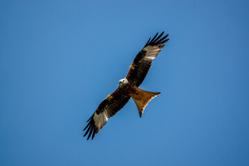 Fototapeta na wymiar a wild red kite (Milvus milvus) in flight