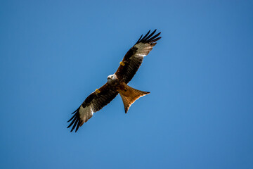 closeup of a wild red kite (Milvus milvus) looking down, flying in a deep blue sky