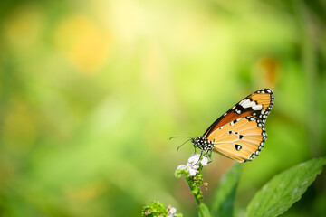 Fototapeta na wymiar butterfly on blurred greenery background in garden and sunl-avluckyight with copy space using as background natural green plants landscape, ecology, fresh wallpaper concept.