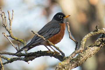 American Robin on a branch