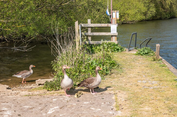 Two greylag geese (“Anser anser”) looking after their new born goslings on the bank of the River Bure in Horning, Norfolk Broads