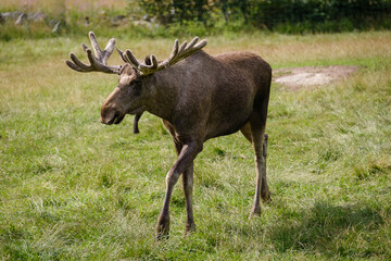 Swedish moose animal on the grass