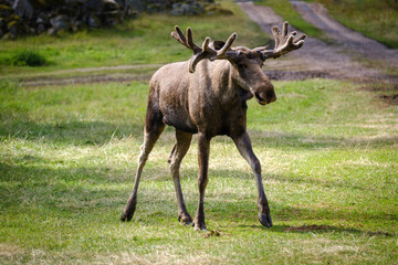 Naklejka na ściany i meble Swedish moose animal on the grass