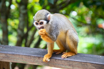 Squirrel monkey