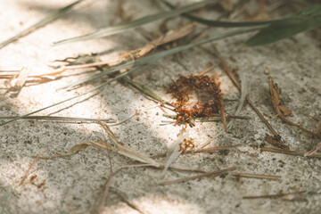 Fire ants eating meat from leftover food on the pavement ground