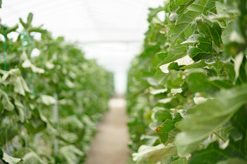 Green fresh melon plant