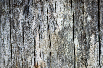 Obraz premium Old wood natural background. European (Common) beech, fagus sylvatica.