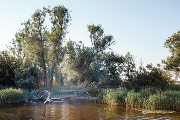 Cormorants sit on the branches of dry tall trees on the banks of the river in summer.