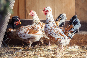 Group of chickens going out from coop.