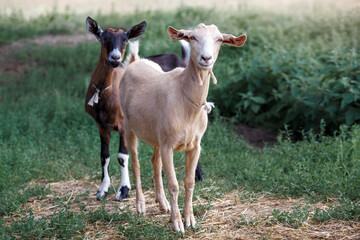 Two, white and brown very careful young goats in a green meadow.