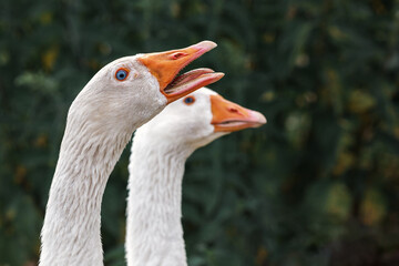 Obraz premium Pair of gooses in dark green background. Aggressive male goose he angry and hissing.