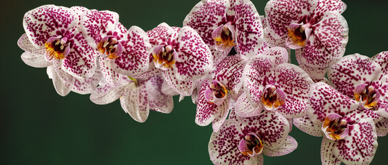 Panoramic photo of Pink Dalmatian orchid flowers on a green not bright background, the photo is suitable as a banner for a website.