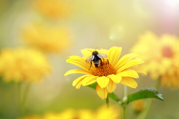 Close up of yellow flower with bee in sunshine summer background