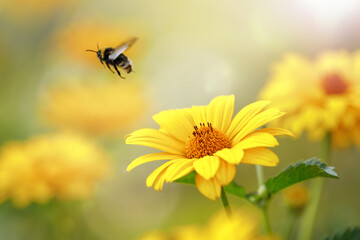 Yellow echinacea flowers in full bloom. Beautiful blurred bokeh background.