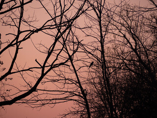 silhouette of a tree