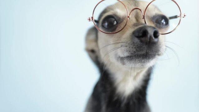 dog  in glasses on blue background, smart pet,learning and education