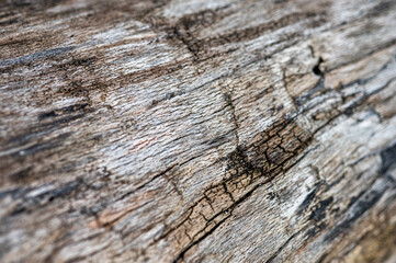 Old wood natural background. European (Common) beech, fagus sylvatica.
