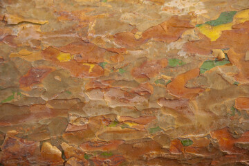 The texture of the bark of a tree trunk.