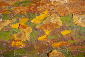 The texture of the bark of a tree trunk.