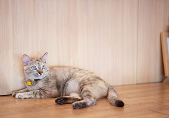 tabby cat lying down looking away