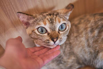 human hand touch tabby cat ,s chin