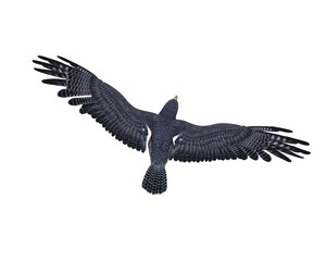 Peregrine falcon in flight viewed from above. 3D illustration isolated on white with clipping path.
