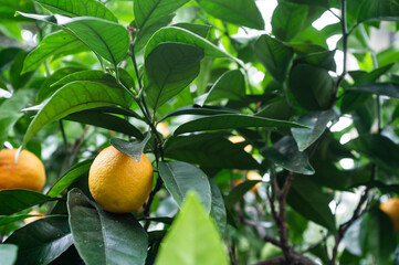 Sweet oranges or Citrus sinensis on a branch in green foliage, in a greenhouse. 