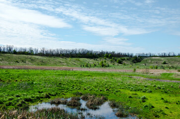rice field in the morning