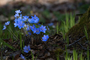 flowers in the forest
