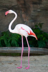 Nice clean flamingo standing pose in the zoo at Thailand.