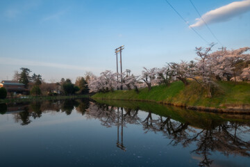 桜　水鏡