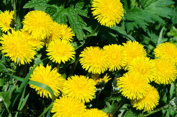 yellow dandelions on green background