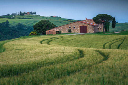 Wonderful green grain fields and rustic rural building, Tuscany, Italy