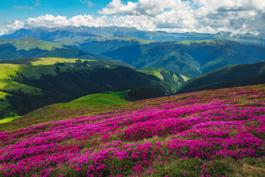Majestic flowering alpine rhododendrons on the mountain slopes, Carpathians, Romania