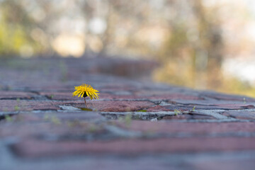 Yellow dandelion flower growing out of a crack in brickwork. The concept of growth, overcoming...
