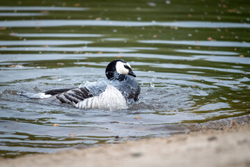 Vögel am Teich