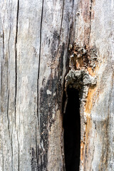 Old wood natural background. European (Common) beech, fagus sylvatica.