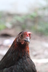 Closeup portrait of a black angry hen