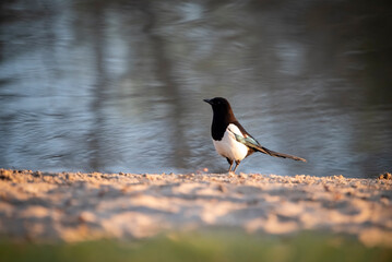 Vögel am Teich